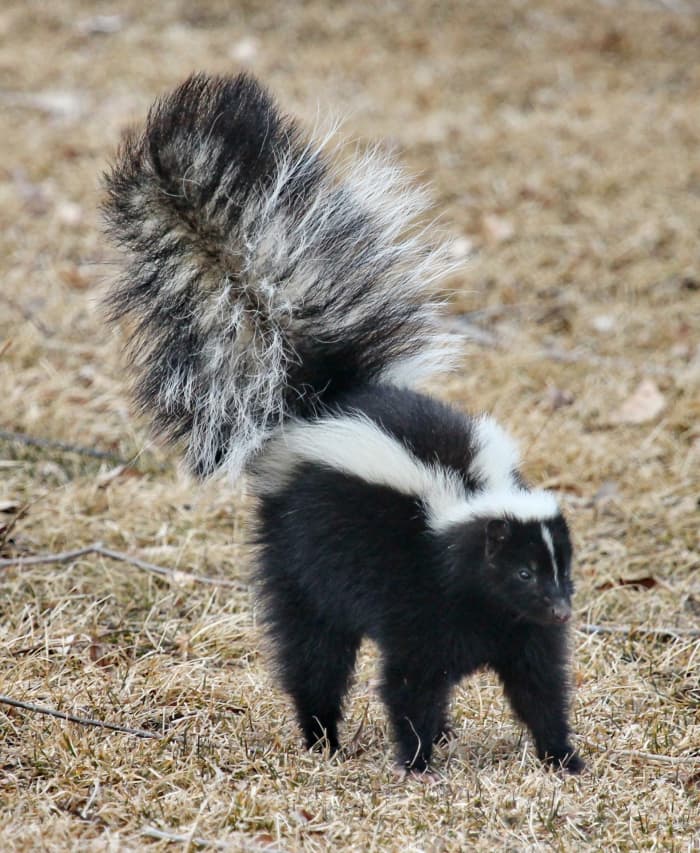 Always be prepared for a skunk attack. It can happen when you least expect it.