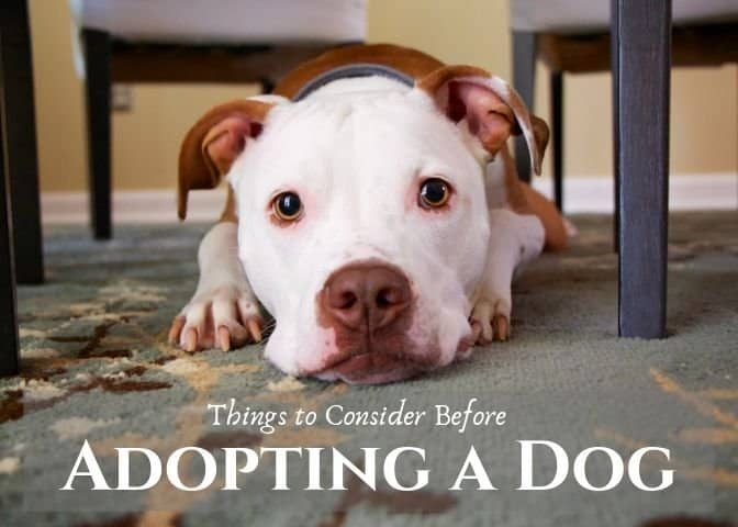 Owning a dog is a wonderful experience, but it is a huge responsibility. Here are a few things you should think about before deciding to adopt a dog.