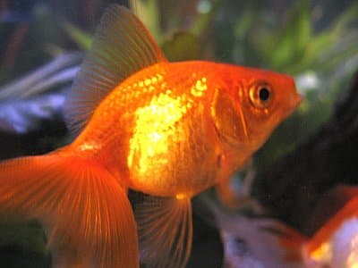 Перекармливание может привести к расстройству плавательного пузыря у золотых рыбок.