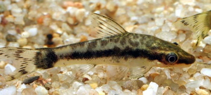 Otocinclus macrospilus