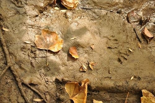 Leaves and Animal Tracks Along the Black River, Black River County Park, Hacklebarney State Park, Morris County, Hacklebarney, New Jersey.