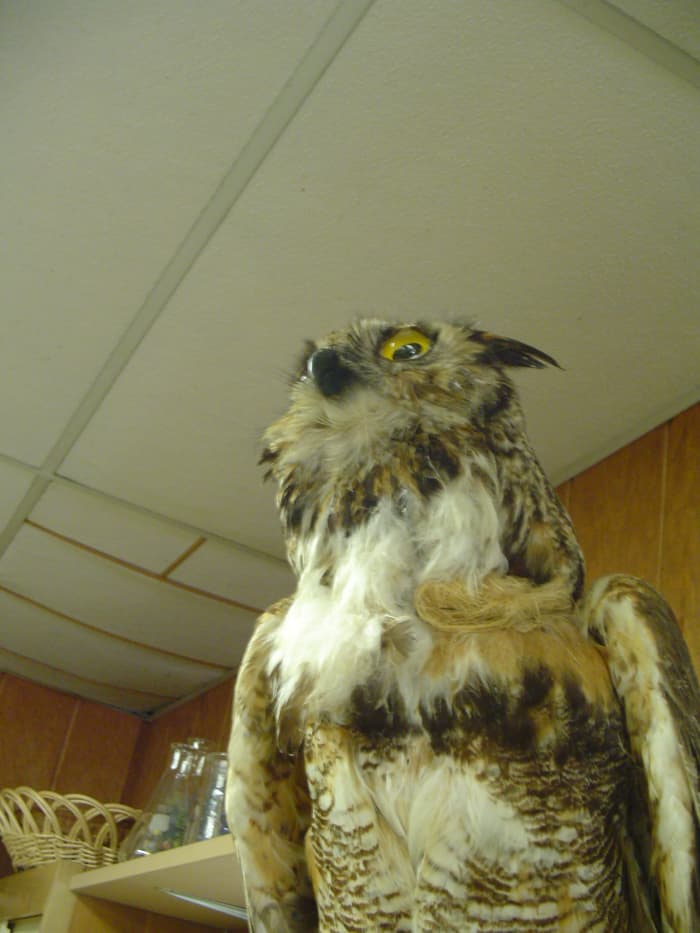  Les futurs problèmes environnementaux font peur à ce hibou. Veuillez vivre de manière responsable!