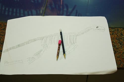 plesiosaur sketch