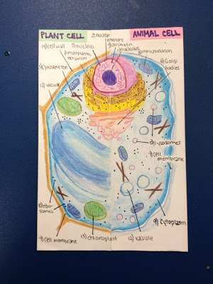 Making a Lapbook for Plant and Animal Cells - WeHaveKids