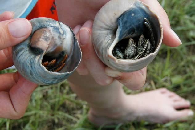 Going to the beach is a great outdoor activity! Kids find shells with hermit crabs living in them.