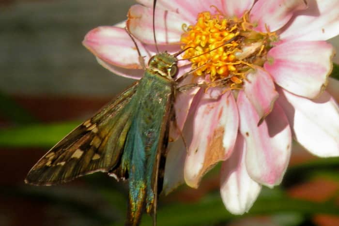 Look for interesting bugs and butterflies. Kids love to examine interesting bugs, butterflies and other critters during a nature walk.
