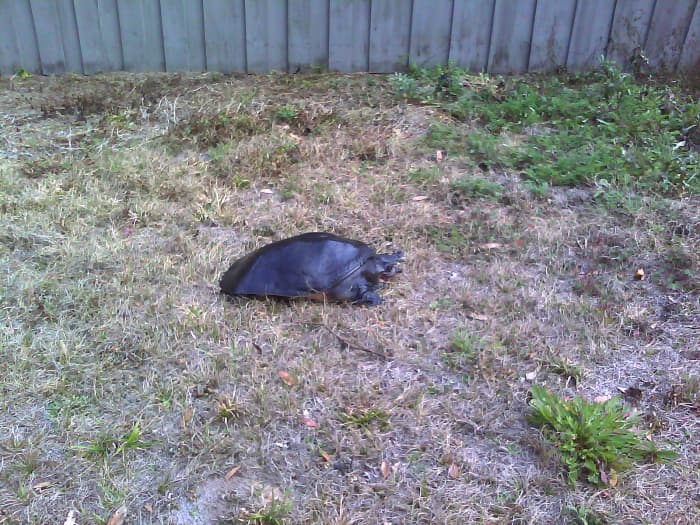 Soft-shelled turtles are indigenous to Florida. This little guy provided a lesson on Florida's wildlife, in our own backyard!