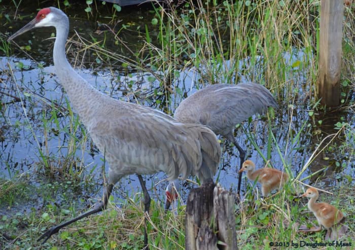 Sand hill cranes in our backyard make excellent science lessons, they helped facilitate a discussion on conserving nature as well.
