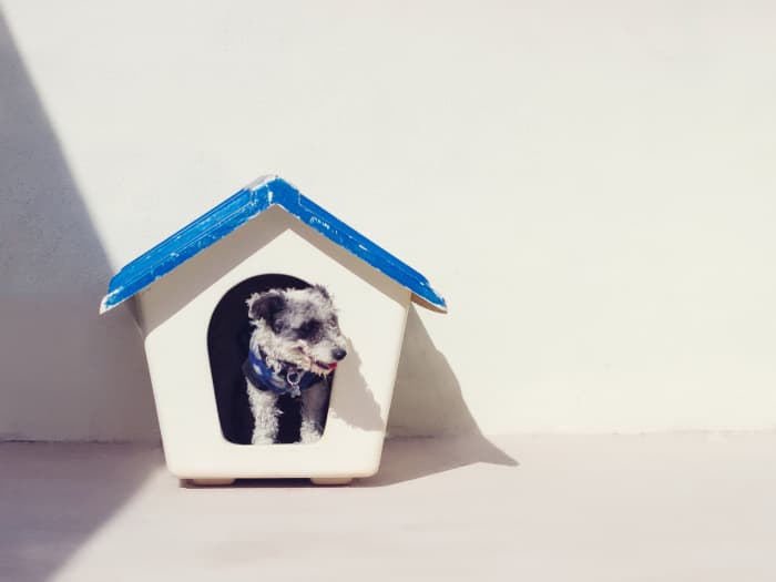 Bring home a friend's pet dog for the weekend. The pup's adorable ways will melt your parents' hearts.