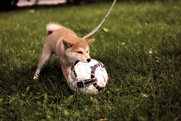 Taking the dog out to the park can mean regular exercise for any member of the family.
