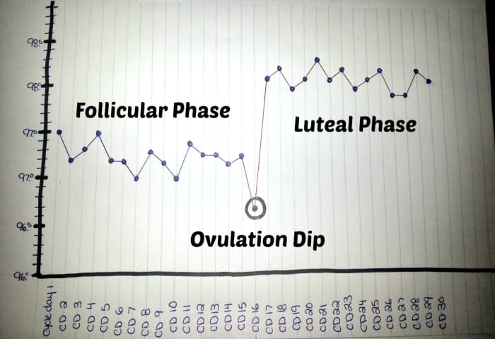 Note: Not everyone experiences an ovulation dip (dip in temperature the day of ovulation). Luteal phase shown with temperature jump of 0.8 degrees between follicular and luteal phase.