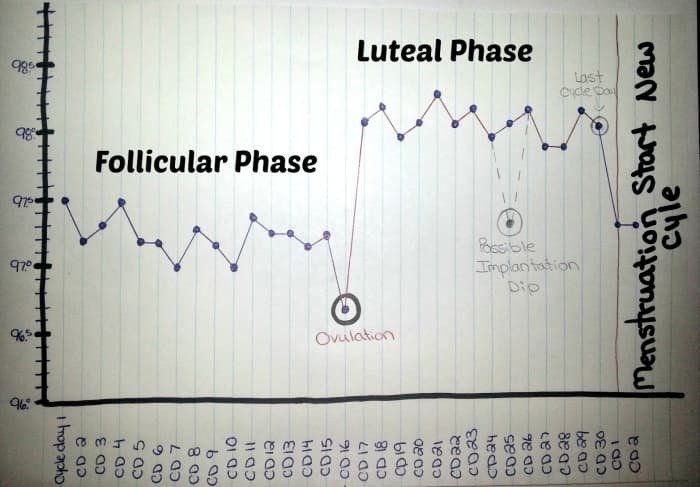 This BBT chart shows the cycle ending. Cycle day (cd) 30 or 14 days past ovulation (dpo) is the last day of the previous cycle. A temperature drop and the start of menstruation indicate the beginning of a new cycle.
