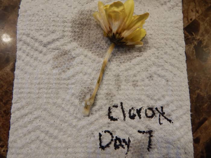 Tip #3: Each day, write a dated description of how each specimen looks and also take a picture that labels the day and solution.