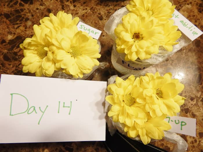 Tip #2: Take pictures every day and use cards to label the samples and day in your pictures. That will help you in putting your data together later.