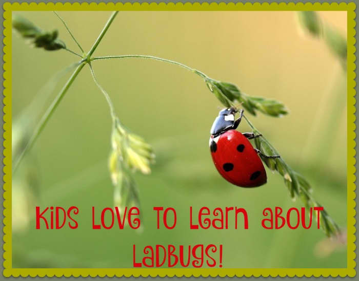 During the summer months, you can purchase a container of live ladybugs at your local gardening center. Then you can release them in your yard, study their anatomy, watch them fly, and see them munch on aphids.