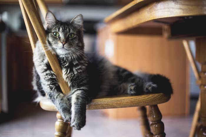 This adorable fluffball's poop could be teeming with Toxoplasmosis. Ew.