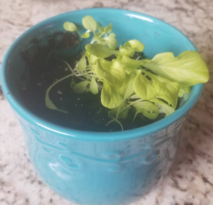 Children may love harvesting and eating homegrown vegetables. This is the start of some homegrown lettuce.