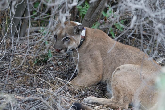 Mountain lions are just one of America's wildlife that can be seen at Zoo American in Hershey, PA.