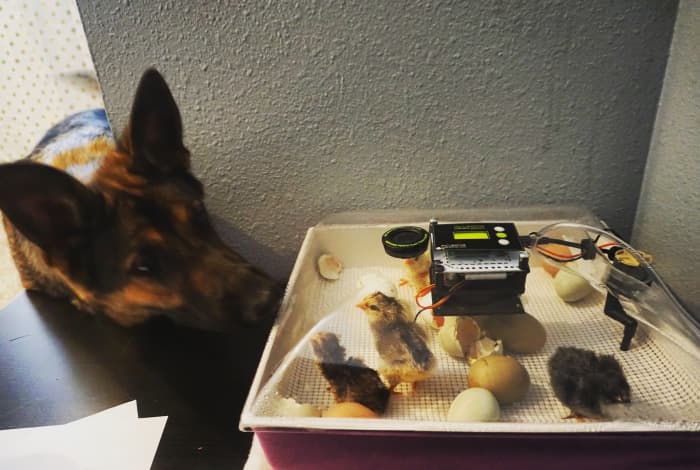 The family dog meeting new chicks. It truly feels like Christmas when those chicks hatch out
