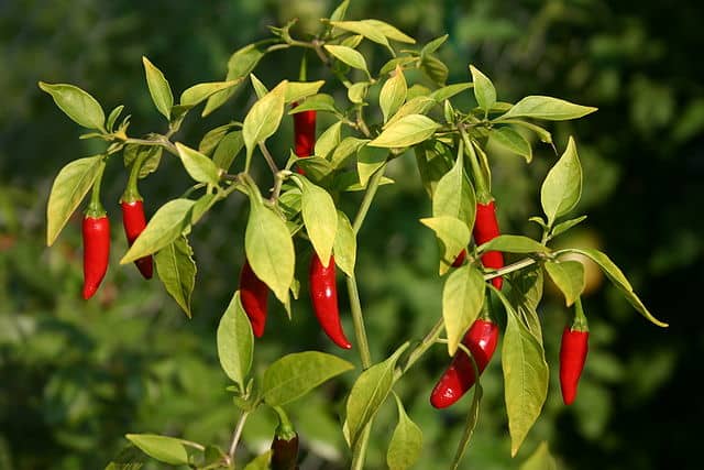 Bird's Eye Chilies