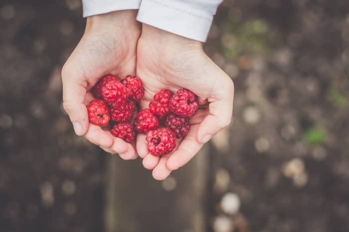 Raspberries lend themselves especially well to freezing and freezer jam because of their low tannin content.