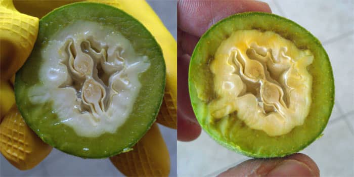 A freshly-cut green walnut, and the same walnut just 5 minutes later. Notice the rapid appearance of brown oxidation.