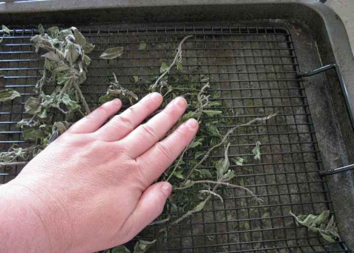 Tips & Tricks for Drying Herbs in a Convection Oven Delishably