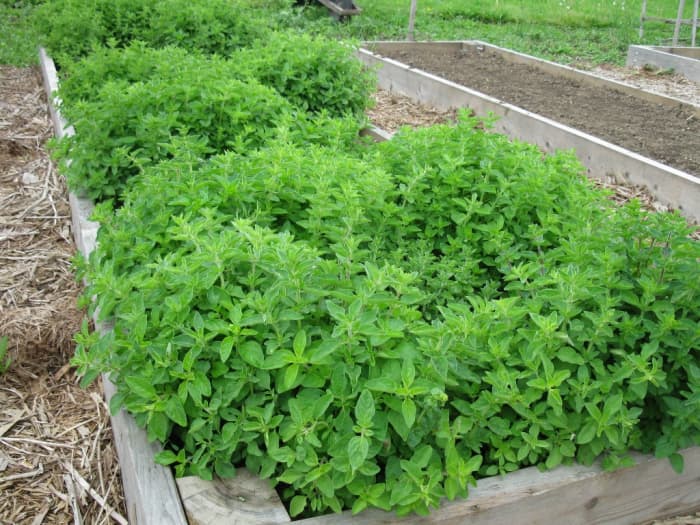 Tips & Tricks For Drying Herbs In A Convection Oven - Delishably