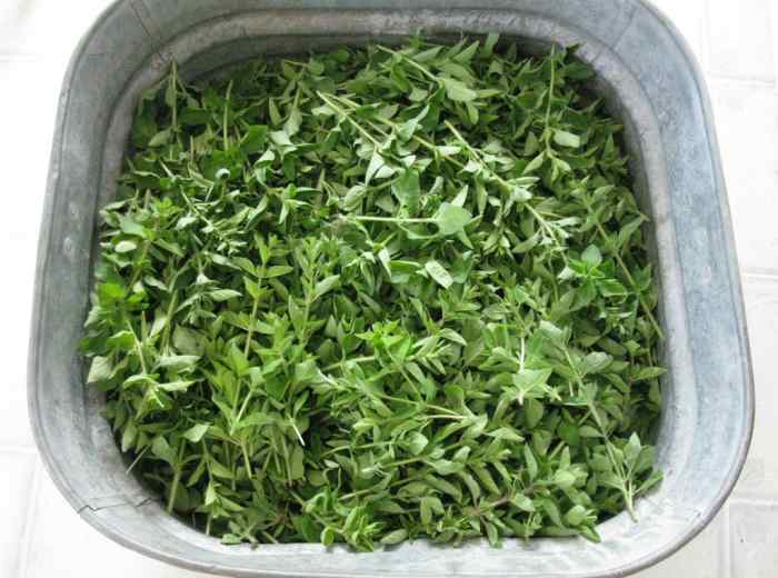 Tips & Tricks for Drying Herbs in a Convection Oven Delishably