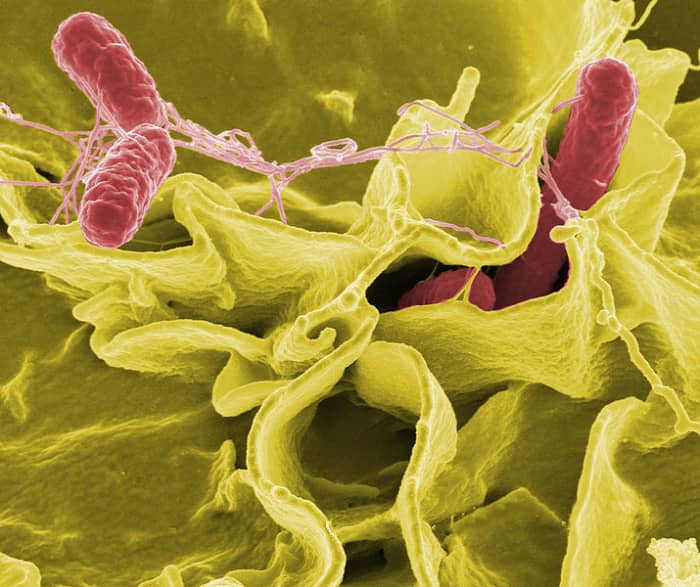 Salmonella typhimurium (red)