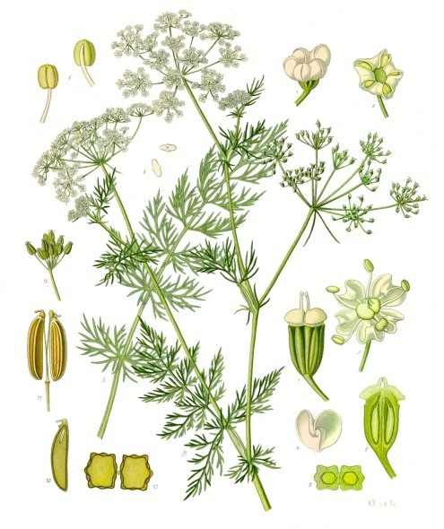 The caraway plant, or Carum carvi