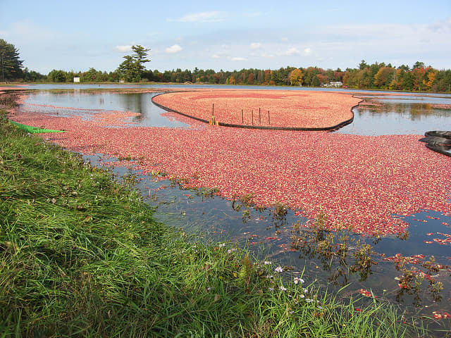 To harvest the berries, the bogs are flooded, and the berries float to the top, where they can be easily gathered.