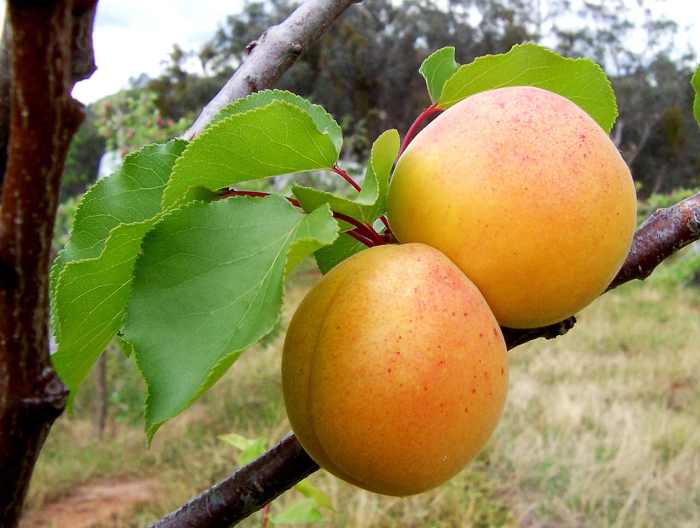 Fruits and leaves