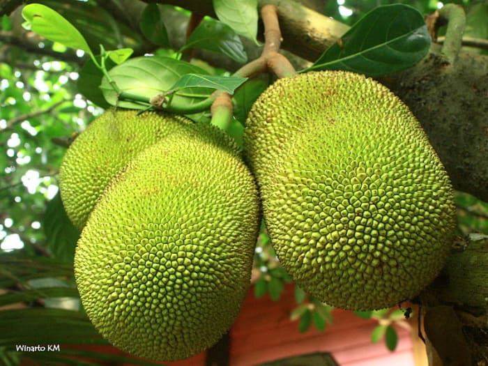 Jackfruit