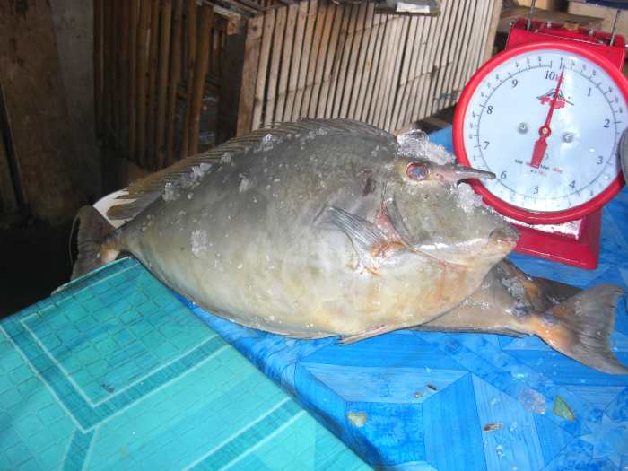 Meet the Unicornfish The Weird (But Delicious) Fish Delishably
