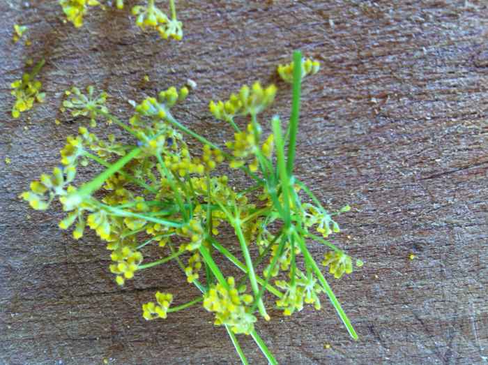 Fennel Flowers