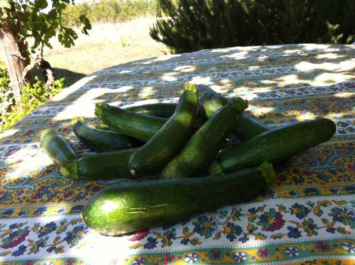Zucchini  straight from the garden