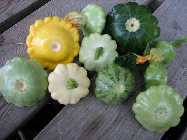 The different colors and sizes of pattypan squash.