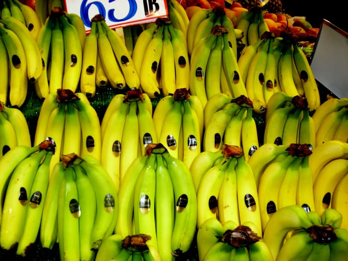 Rows of unripe yellow and green bananas. They are very cheap, just 65p (45c) per lb. (you can just see the price label at the top of the picture).