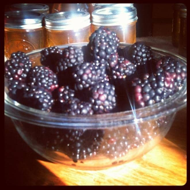 Beautiful, large blackberries that will make a fantastic blackberry preserves or jam.