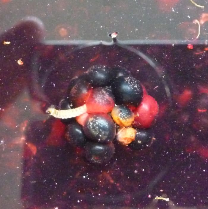 Learn how to get worms and bugs out of blackberries by carefully washing them.
