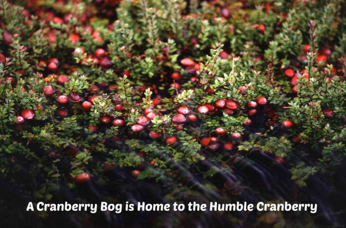 Cranberries grow on vines in marshy areas.