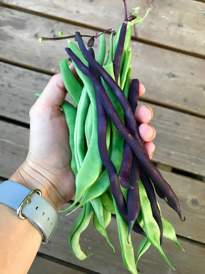 Freshly picked beans from the garden. The purple pole beans turn a bright green once cooked.