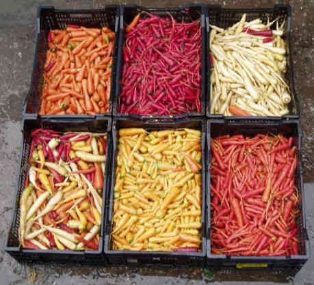 Miniature carrots in different colors