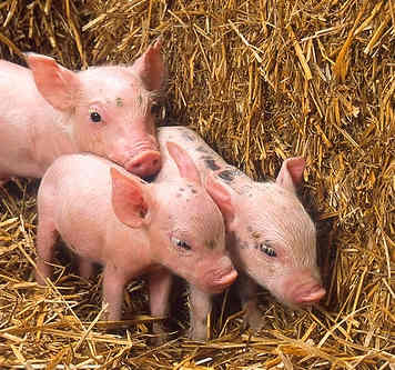 Bacon on the hoof in a few months time.