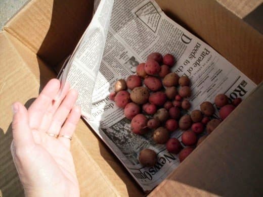 We put only the largest and middle-sized potatoes in boxes and keep the smallest handy for eating whole. Some of these shown here will go into the ground next spring.