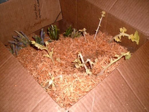 This box has turnips and rutabagas. It is normal for the plants to continue to grow a bit during warm weather, but they should not grow out of the boxes and use all the roots' energy. I used wood chips from a planer to cover them.