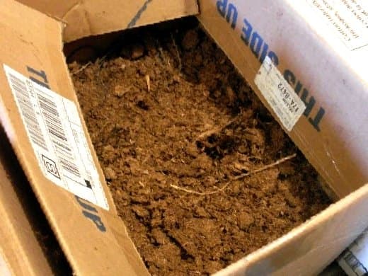 This box contains beets and is filled with peat moss. Like the sawdust, it is kept damp. If your filler dries out, your root vegetables will too. The boxes are normally kept closed, and the cellar is usually quite dark.