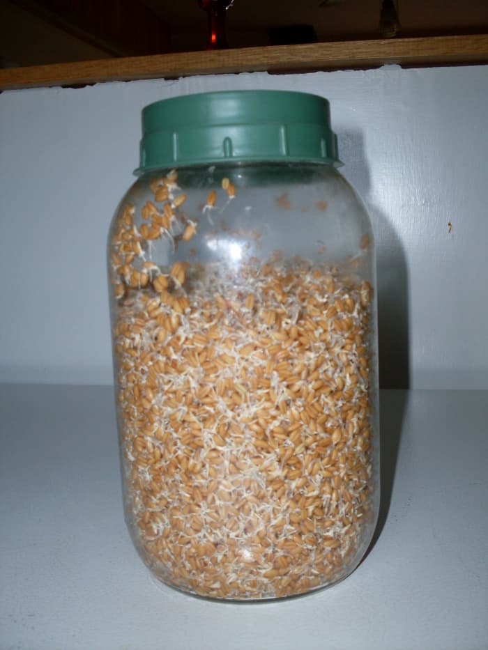 Over the next 2 to 3 days, rinse the grain with pure water at least twice a day (3 times is better), and leave to drain again.