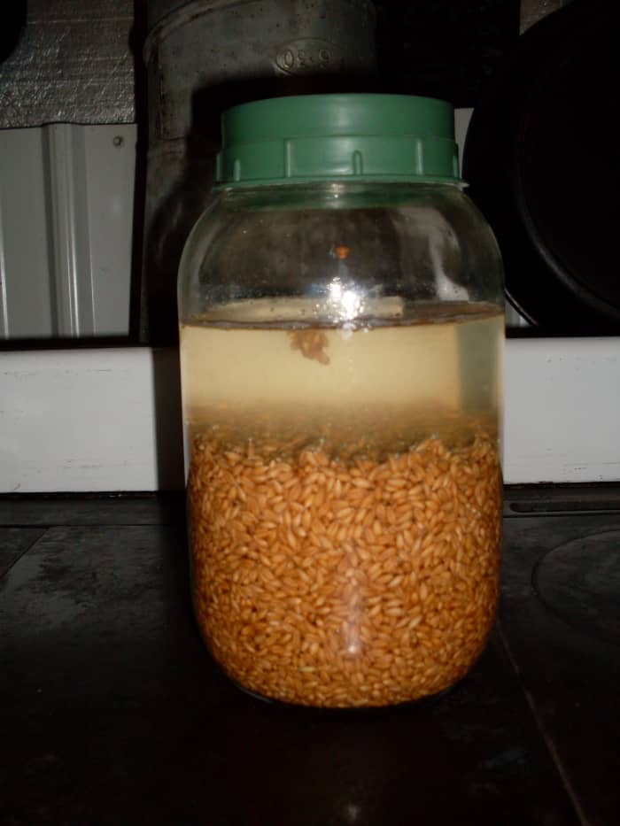 No matter the size of your sprouting jar, fill it about 1/3 full of plain, dry wheat berries, then add water to fill. Let sit one full day, until the wheat berrries plump up.